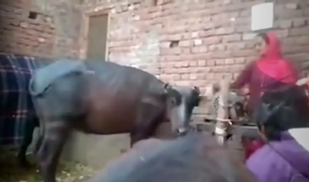 Desliza las imágenes para conocer al búfalo bailarín de India. Foto: captura de YouTube Desliza las imágenes para conocer al búfalo bailarín de India. Foto: captura de YouTube