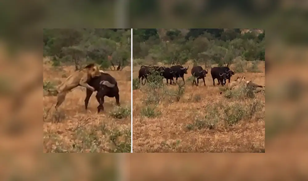 Hambrientos leones muerden a búfalo, sin imaginar que furiosa manada llegaría a su rescate [VIDEO]