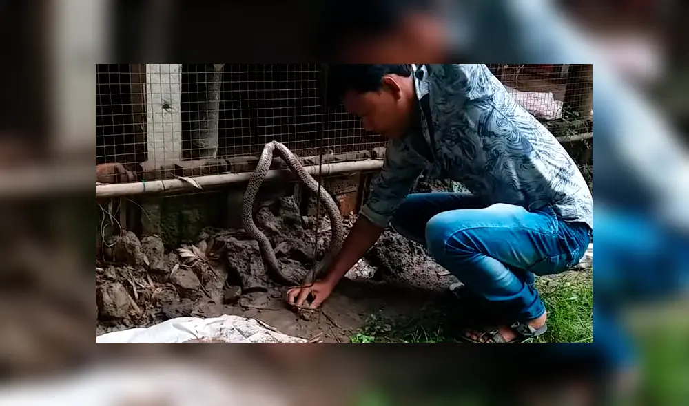 El video viral de Facebook muestra el momento en que un granjero arriesga su vida para salvar a una serpiente y ocurre lo inesperado.