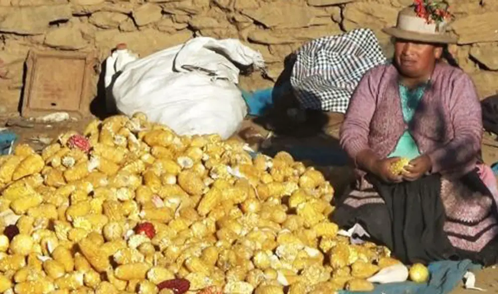 Maíz en el pueblo de Pichos, Huancavelica. (Foto: Andina)
