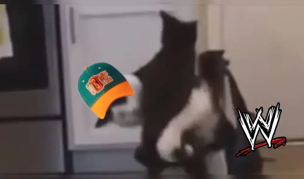 Facebook: mira la pelea de gatos al estilo de la WWE [VIDEO]