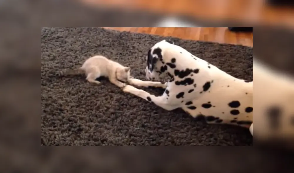 En YouTube se hizo viral la tierna reacción de un perro al conocer al nuevo gato bebé de la familia. En YouTube se hizo viral la tierna reacción de un perro al conocer al nuevo gato bebé de la familia.
