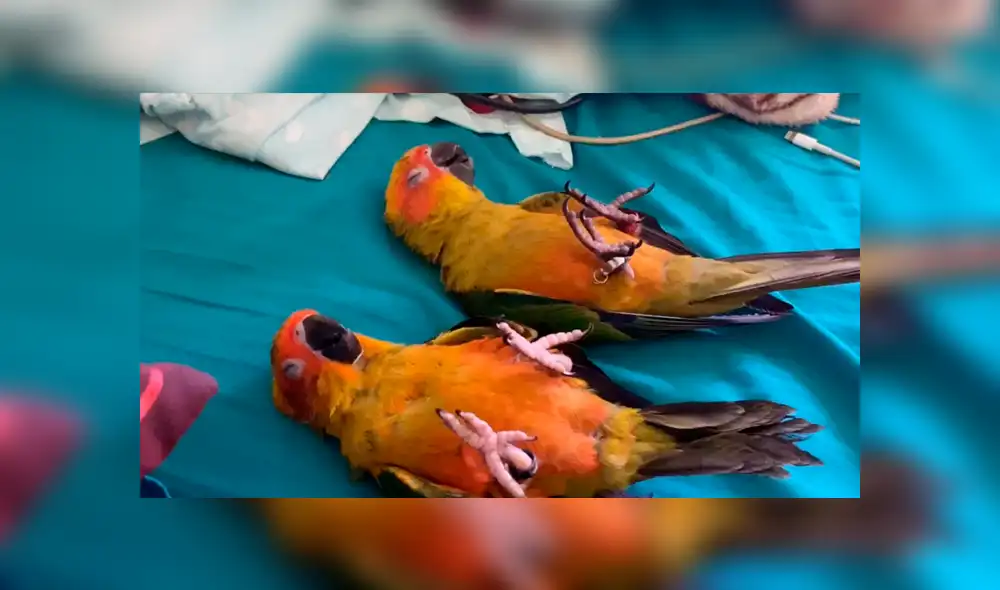 Desliza para ver los detalles del video viral publicado en Facebook. Foto: Captura.