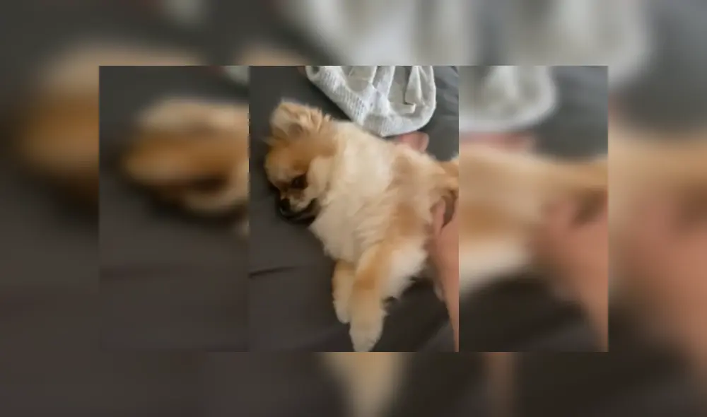 Desliza las imágenes para ver más detalles de esta emotiva escena que es viral en YouTube. Desliza las imágenes para ver más detalles de esta emotiva escena que es viral en YouTube.