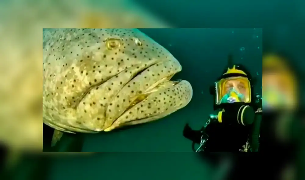 YouTube viral: extraña criatura marina aparece en 'selfie' de buzo dentro del mar [VIDEO]