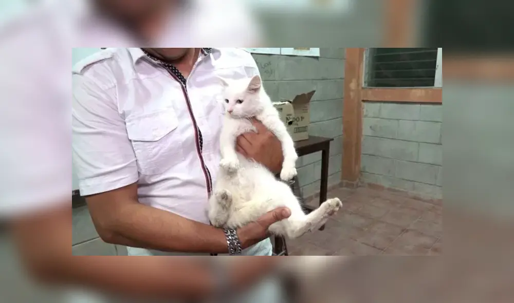 YouTube viral: revelan la triste verdad del gato con cuerpo de conejo que asombró a todos [VIDEO]