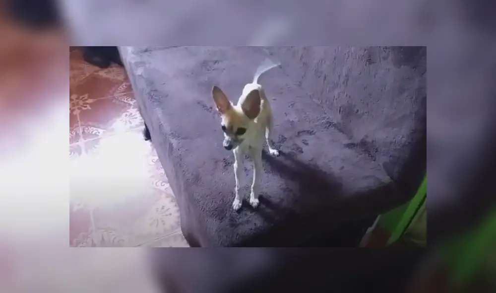 Desliza hacia la izquierda para ver las imágenes del viral de Facebook. Foto: Captura. Desliza hacia la izquierda para ver las imágenes del viral de Facebook. Foto: Captura.