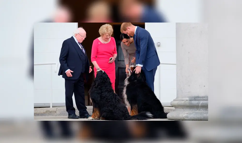 Perro del presidente de Irlanda conmueve a los usuarios con tierno gesto [VIDEO]
