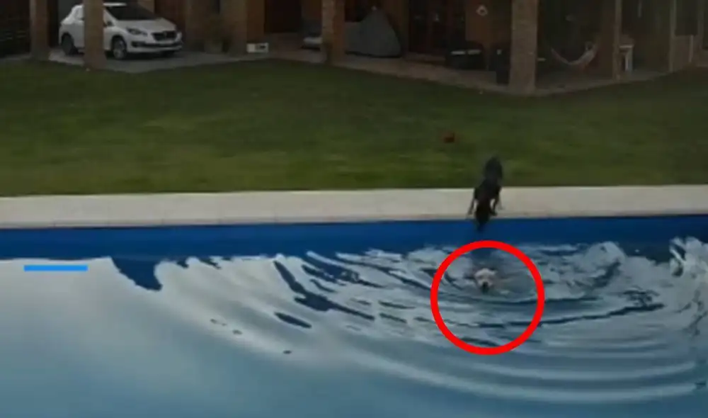 Desliza las imágenes para apreciar la valiente acción de una perrita cuando descubrió que su ‘compañera’ corría peligro. Foto: Telediario Digital