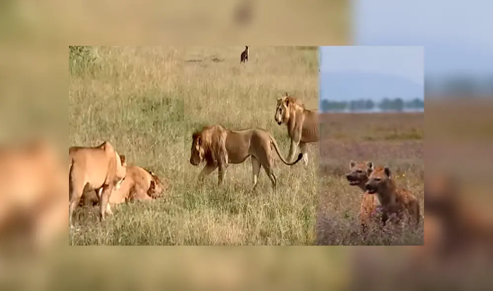 Desliza hacia la izquierda para ver el momento en que una manada de hienas se apodera de la comida de los leones, escena que es viral en YouTube. Desliza hacia la izquierda para ver el momento en que una manada de hienas se apodera de la comida de los leones, escena que es viral en YouTube.