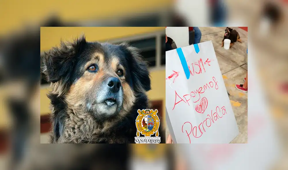 Facebook: estudiantes de la UNMSM intentan salvar a 'Perrovaca’ lanzando campaña [FOTOS]