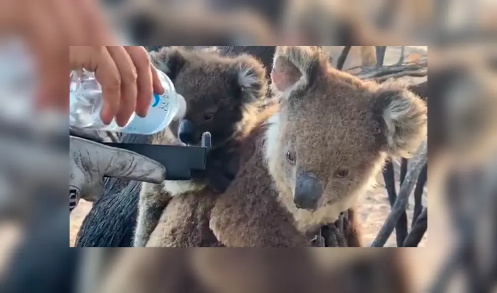 En Facebook, unos bomberos tuvieron un noble gesto con un koala y su cría que sufrieron por los incendios.
