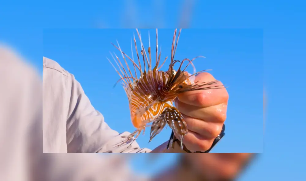 Un video viral muestra al famoso 'Coyote' Peterson siendo picado por un venenoso pez león. Un video viral muestra al famoso 'Coyote' Peterson siendo picado por un venenoso pez león.