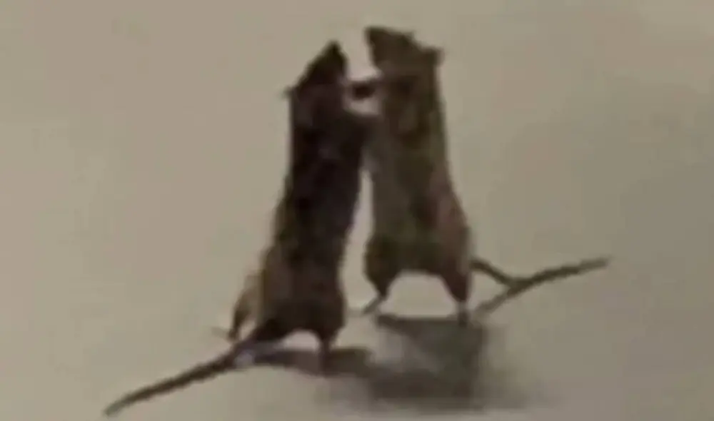 El gato se convirtió en un mero espectador de la brutal pelea. Foto: Captura/Facebook/Cheez Goh