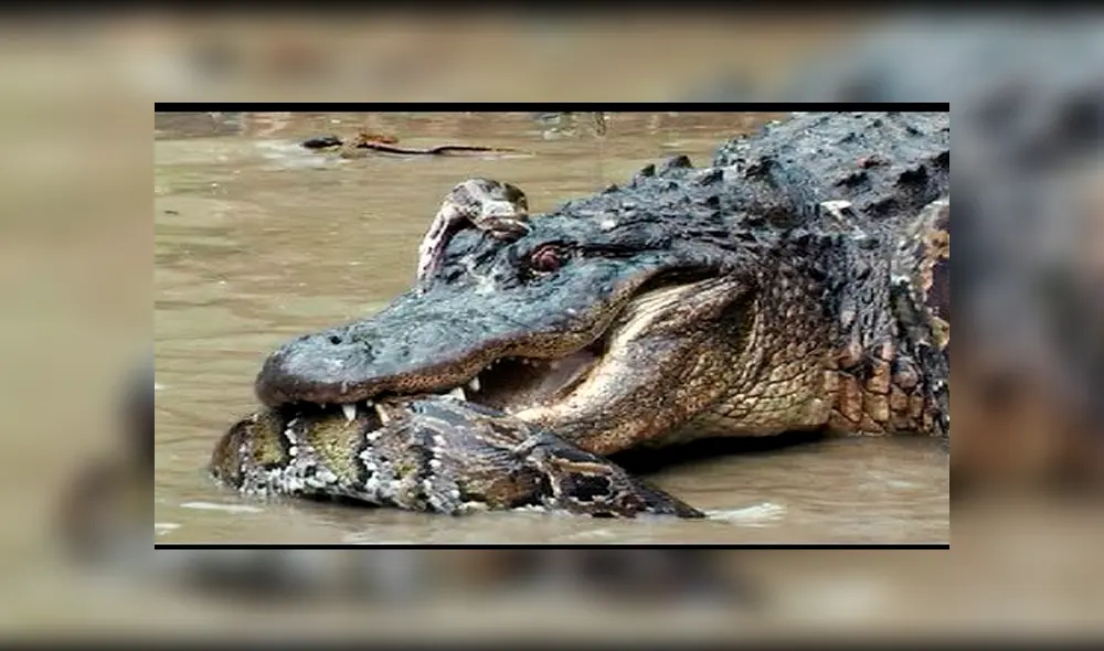 Desliza hacia la izquierda para ver la brutal pelea entre un cocodrilo con una anaconda en la selva de Brasil. El video es viral en YouTube. Foto: referencial. Desliza hacia la izquierda para ver la brutal pelea entre un cocodrilo con una anaconda en la selva de Brasil. El video es viral en YouTube. Foto: referencial.