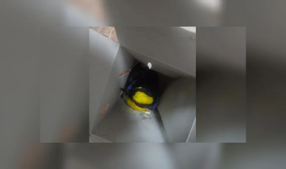 Las tangaras son aves muy sensibles y delicadas, caracterizadas por sus colores llamativos, motivo por el cual son muy solicitadas por traficantes y coleccionistas. (Foto: Serfor) Las tangaras son aves muy sensibles y delicadas, caracterizadas por sus colores llamativos, motivo por el cual son muy solicitadas por traficantes y coleccionistas. (Foto: Serfor)