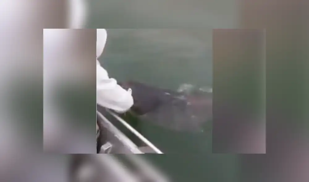 YouTube vira: intenta atrapar a 'extraña criatura' y termina 'mordisqueado' por el animal [VIDEO]