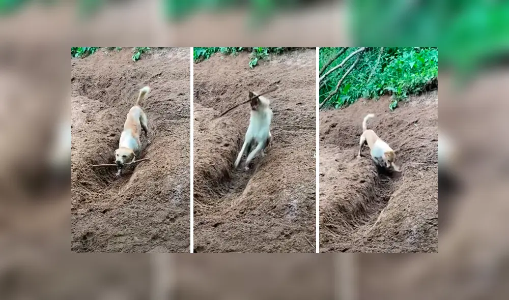 Desliza la imagen compartida en Facebook para verlas todas. Foto: Newsflare Desliza la imagen compartida en Facebook para verlas todas. Foto: Newsflare