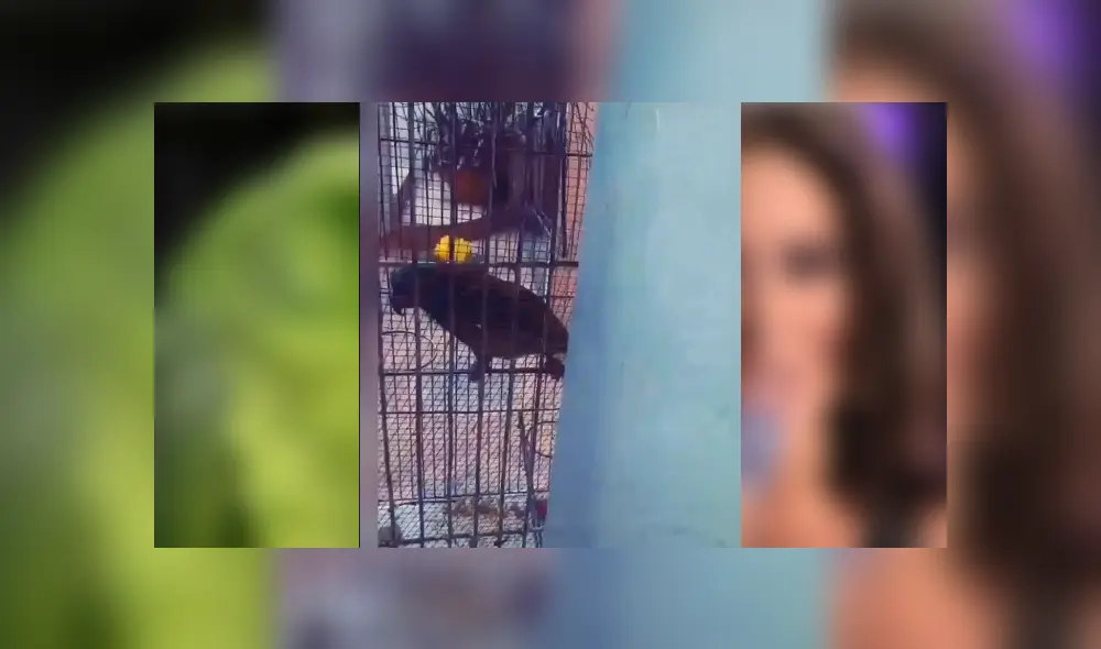 Desliza para ver los detalles del video viral publicado en YouTube. Foto: Captura. Desliza para ver los detalles del video viral publicado en YouTube. Foto: Captura.