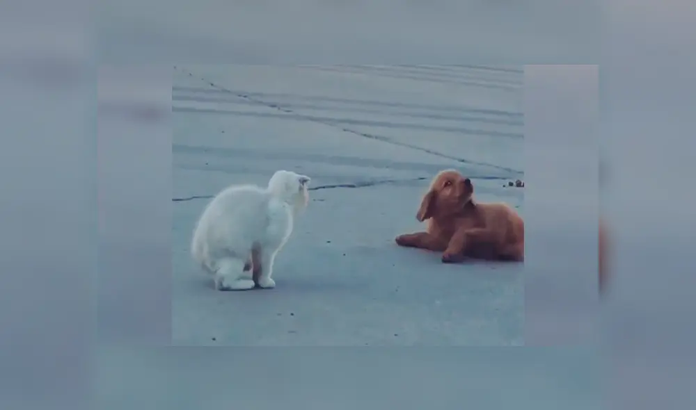 En YouTube, un cachorro quería jugarle una pesada broma a un gato, pero nada sale como esperaba.