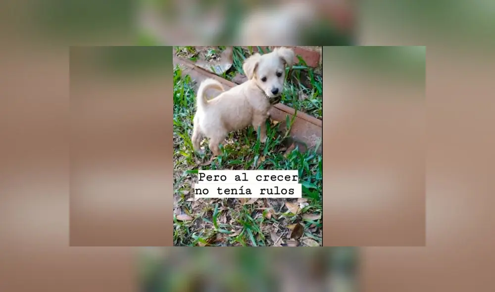Desliza las imágenes para descubrir lo que pasó con esta presunta french poodle que resultó ser de otra raza. Foto: Agustina Chavez Gomez/Tiktok