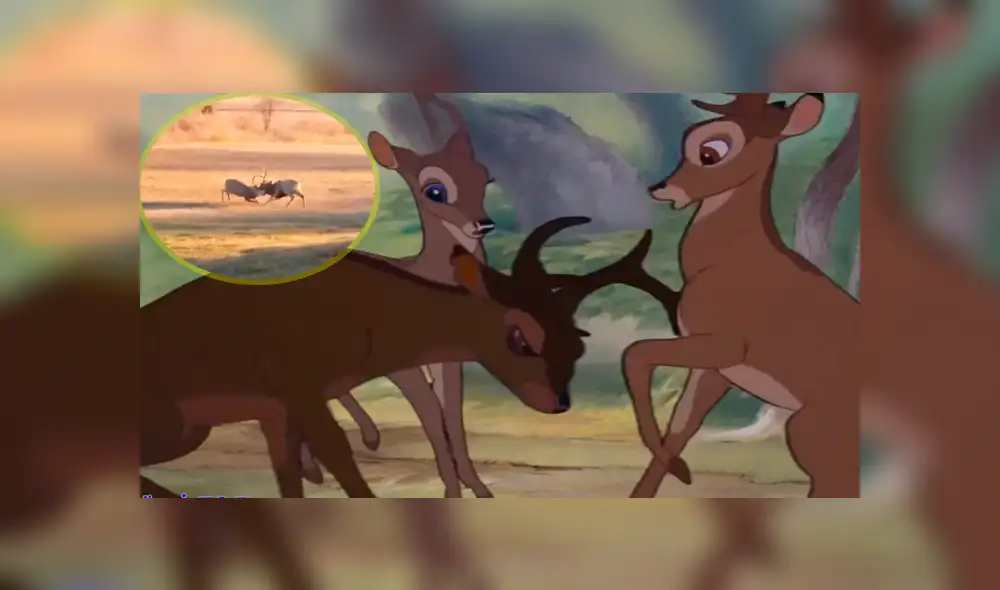 Facebook: Encuentran a 'Bambi' enfrentándose a otro ciervo por amor [VIDEO] 