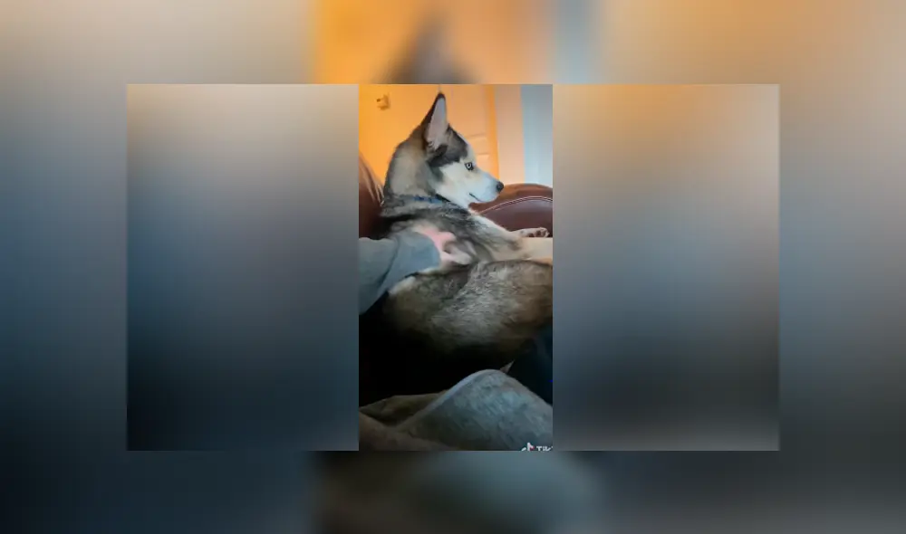 Desliza las imágenes hacia la izquierda para observar el furioso comportamiento de un perro contra su dueño.