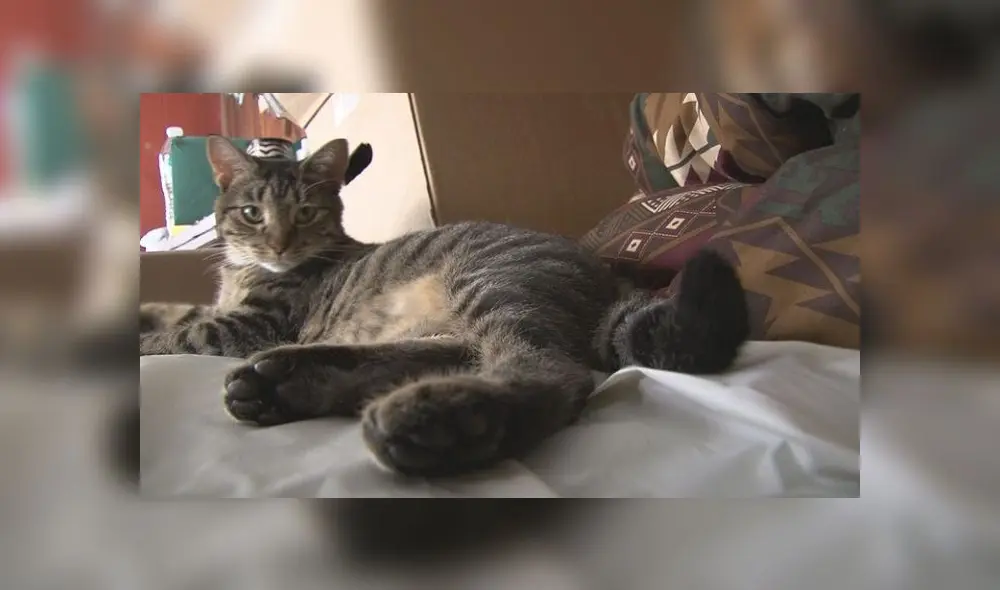 El anciano vivía solo y siempre quiso un gato, pero su esposa nunca le dejó. Foto: WBIR