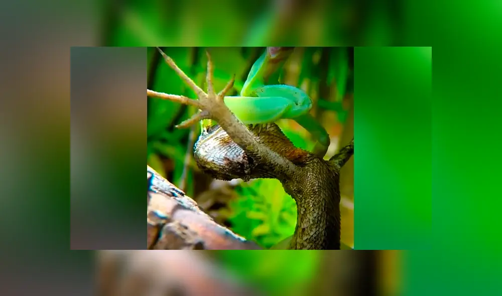 Un video viral muestra la feroz batalla que tuvieron un lagarto y una mantis religiosa. Un video viral muestra la feroz batalla que tuvieron un lagarto y una mantis religiosa.