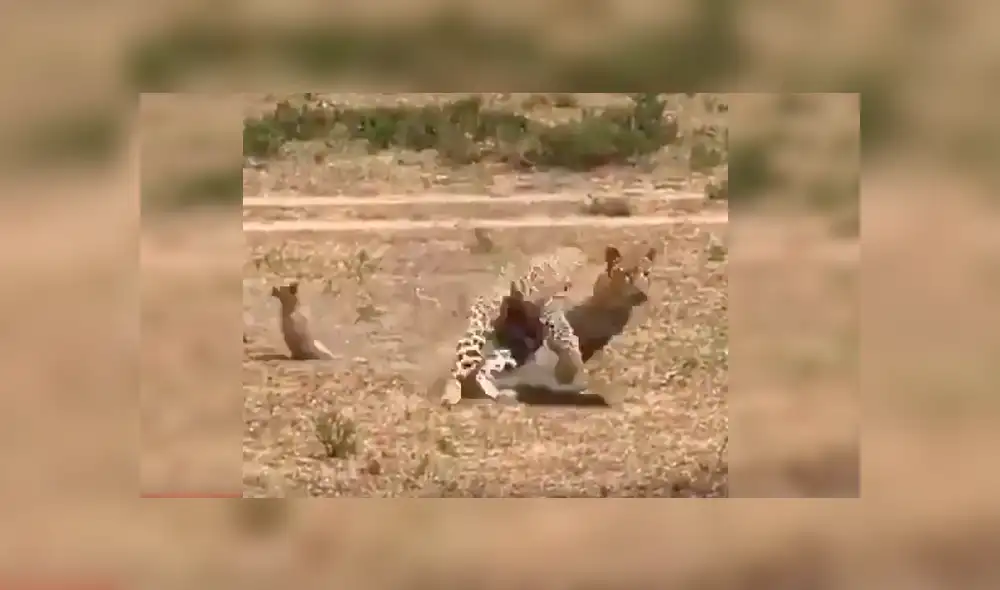 Las imágenes de la rápida escena hicieron que varios usuarios de YouTube compararan a los protagonistas con Timón y Pumba