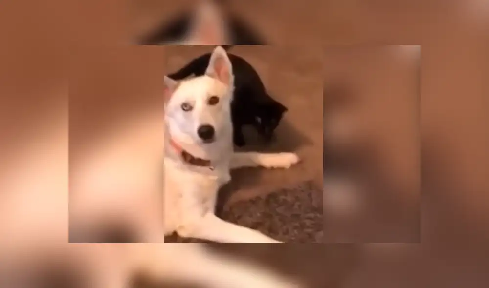 Facebook viral: coloca cámara de seguridad y descubre lo que hacen su perro y su gata en su ausencia Facebook viral: coloca cámara de seguridad y descubre lo que hacen su perro y su gata en su ausencia