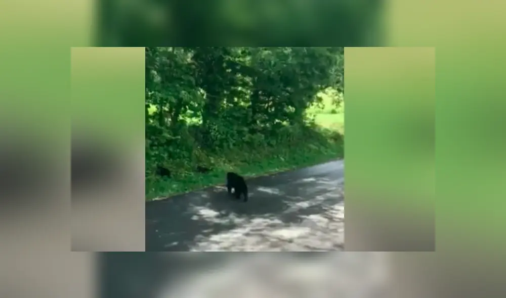 Hombre se acerca a osos bebés, llega su madre y lo pone en su sitio [VIDEO] 
