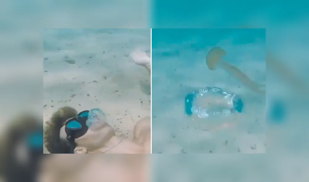 Joven lanza una burbuja hacia una medusa y la respuesta del animal desconcierta en redes [VIDEO]