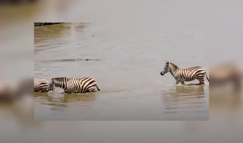 Desliza las imágenes hacia la izquierda para conocer el trágico final que tuvo una cebra al toparse con un feroz reptil. Foto: Caters Clips. Desliza las imágenes hacia la izquierda para conocer el trágico final que tuvo una cebra al toparse con un feroz reptil. Foto: Caters Clips.