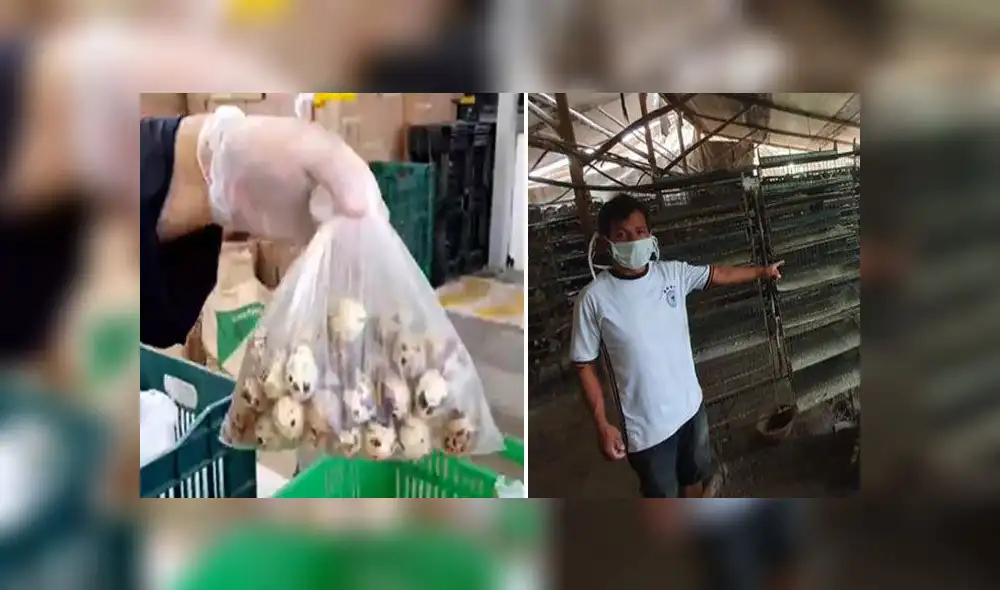 Los 80000 huevos serán destinados a añadir valor nutricional a las canastas para las familias vulnerables. Los 80000 huevos serán destinados a añadir valor nutricional a las canastas para las familias vulnerables.