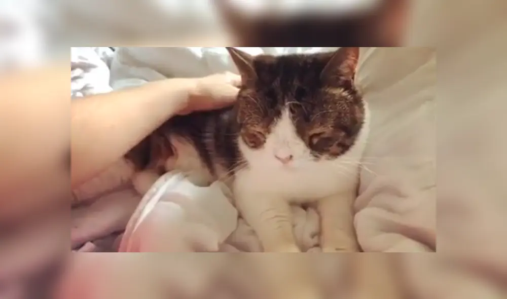 Instagram: miles de usuarios conmovidos con la historia de tierno gato con síndrome de Down [FOTOS] 