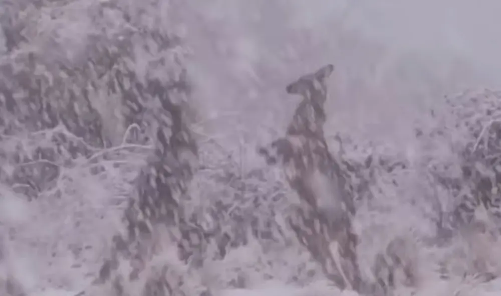 Los marsupiales han dado la vuelta al mundo. Foto: Captura/Facebook/7news