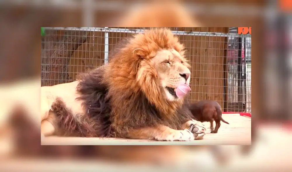 Facebook viral: valiente perro dentro de jaula de león asusta a usuarios [VIDEO]