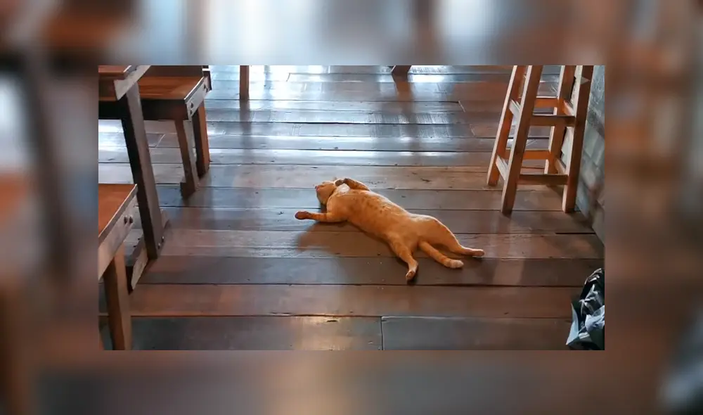 YouTube viral: gata causa furor en redes con su peculiar forma de descansar en un restaurante [VIDEO]