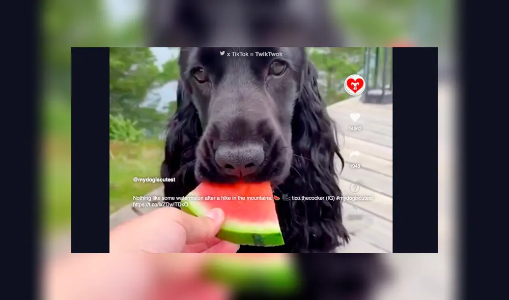 TwikTwok es una red social para PC's donde los videos no reproducen sonido automáticamente. Foto: TwikTwok. TwikTwok es una red social para PC's donde los videos no reproducen sonido automáticamente. Foto: TwikTwok.