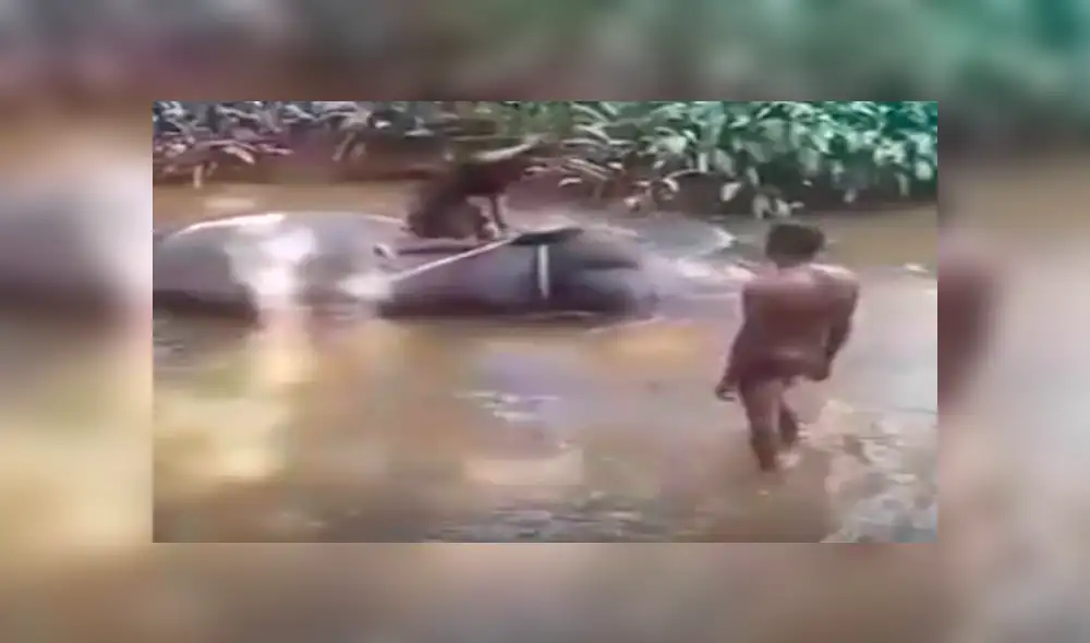 Captan a otro elefante llorando de dolor mientras es azotado por sus cuidadores [VIDEO] 