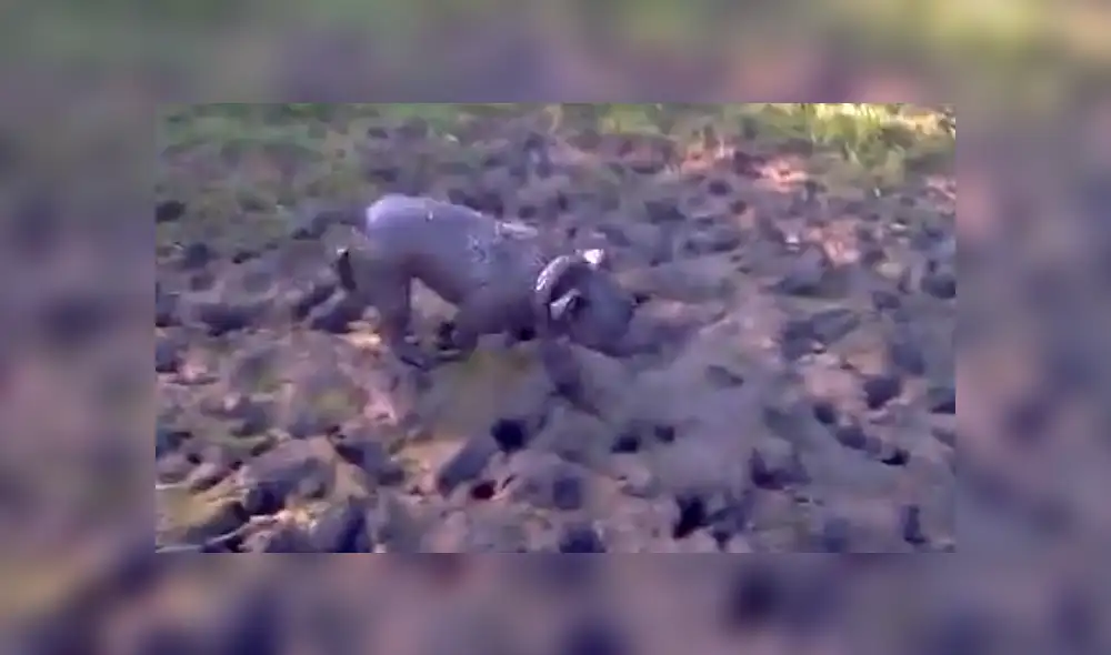 Facebook viral: Creyeron que el perro había muerto, pero estaba más ‘vivo’ que ellos [VIDEO]