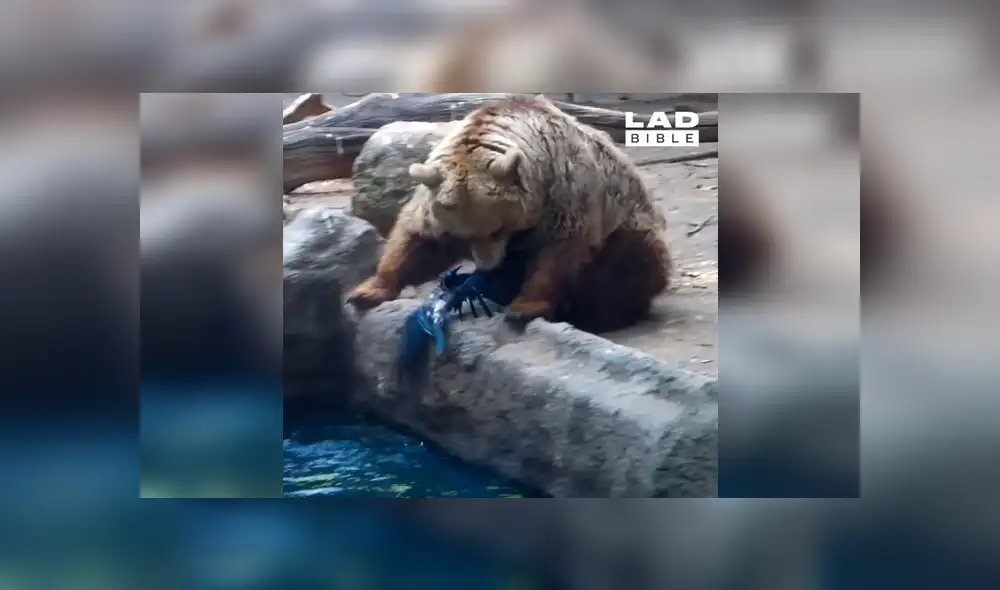 Facebook viral: Enorme oso ve que cuervo iba a morir ahogado y hace esto [VIDEO] 