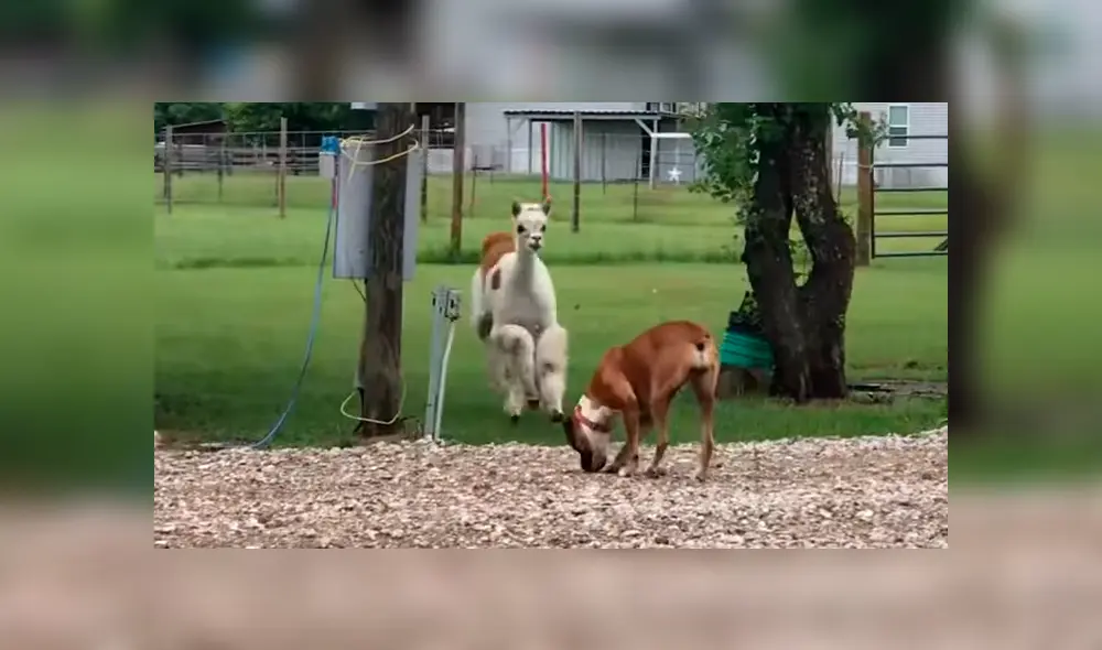 La perrita llamada Maggie, huyó rápidamente al ser atacado por la alpaca. Foto: Newsflare