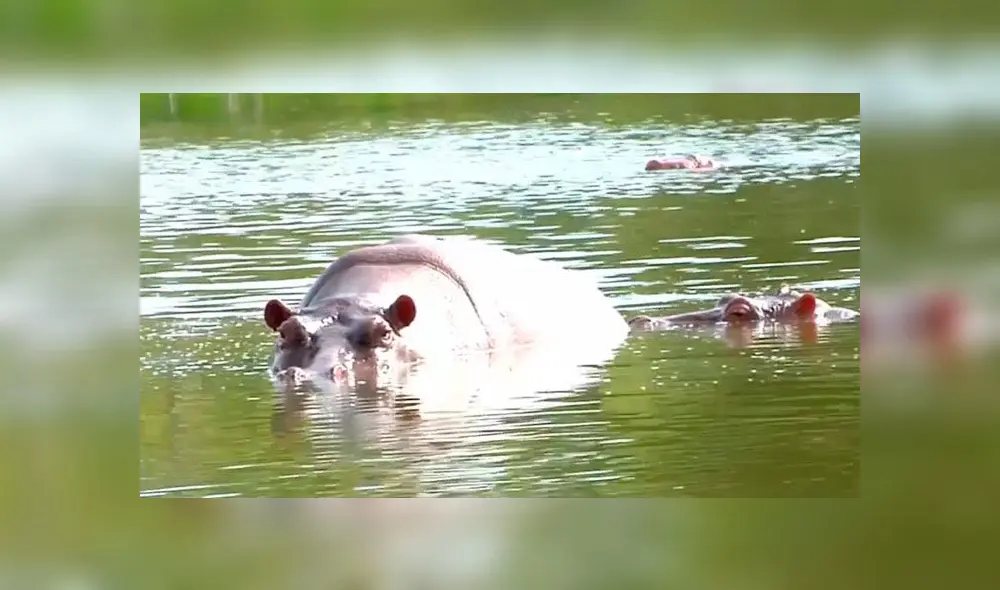 Hipopótamos de la Hacienda Nápoles de Pablo Escobar. Foto: EFE. Hipopótamos de la Hacienda Nápoles de Pablo Escobar. Foto: EFE.