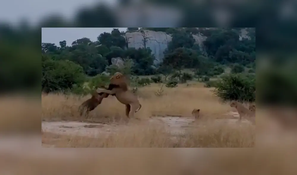 Desliza la imagen de YouTube para verlas todas. Desliza la imagen de YouTube para verlas todas.