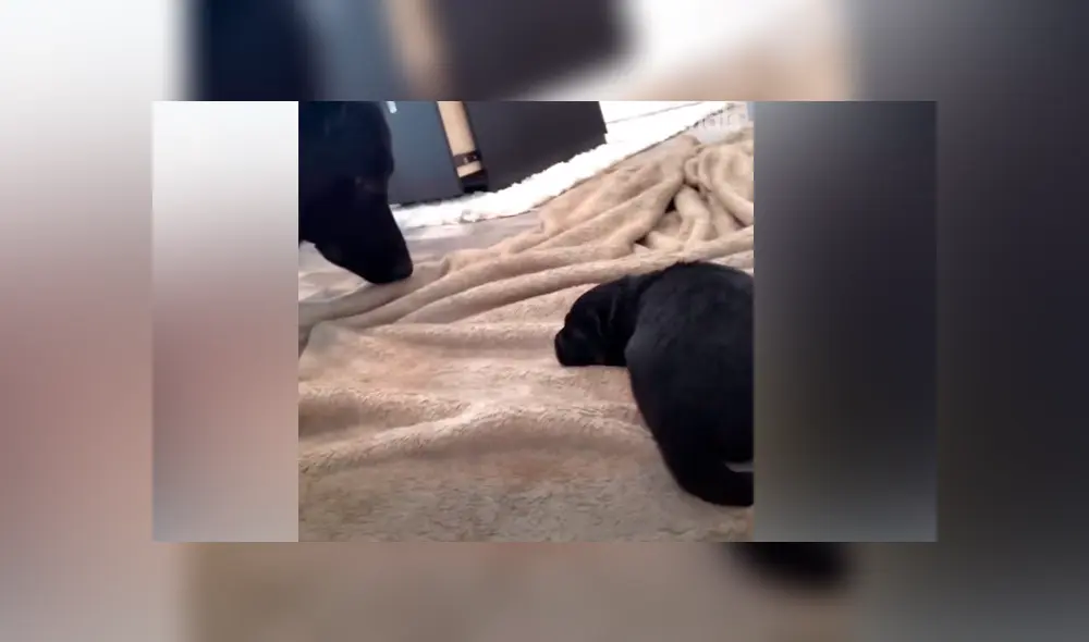 Desliza las imágenes para ver la emotiva escena que protagonizó un perro al conocer a su cría recién nacida. Fotocapturas: VT/Facebook Desliza las imágenes para ver la emotiva escena que protagonizó un perro al conocer a su cría recién nacida. Fotocapturas: VT/Facebook