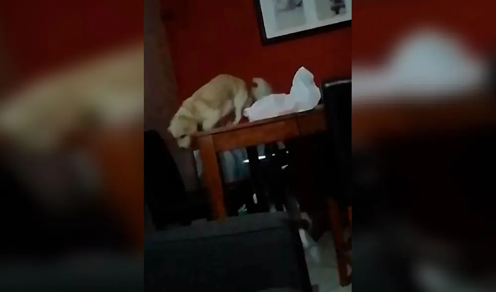 Desliza las imágenes para ver la travesura que estuvo a punto de cometer un perro en su casa. Foto: captura de TikTok Desliza las imágenes para ver la travesura que estuvo a punto de cometer un perro en su casa. Foto: captura de TikTok