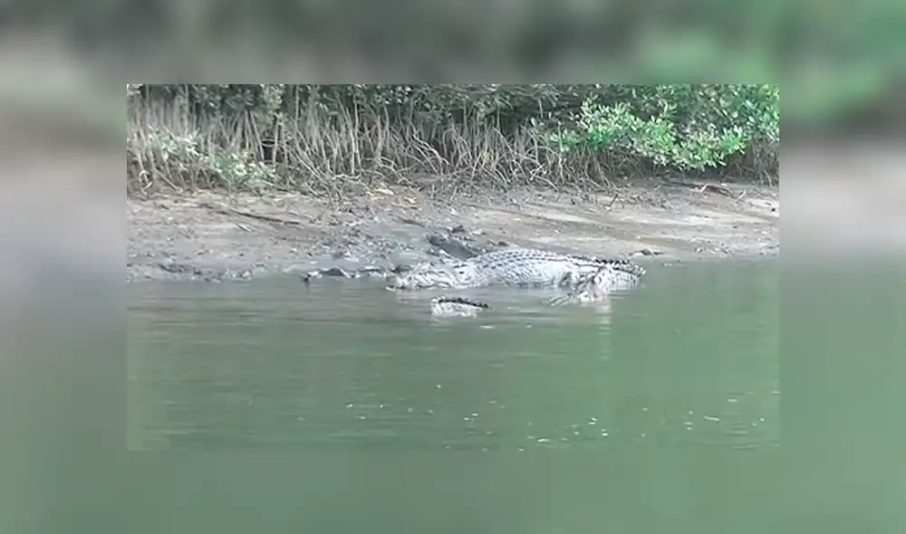 Gigantesco cocodrilo busca a hembra para aparearse, sin imaginar que esta lo atacaría sin piedad [VIDEO]