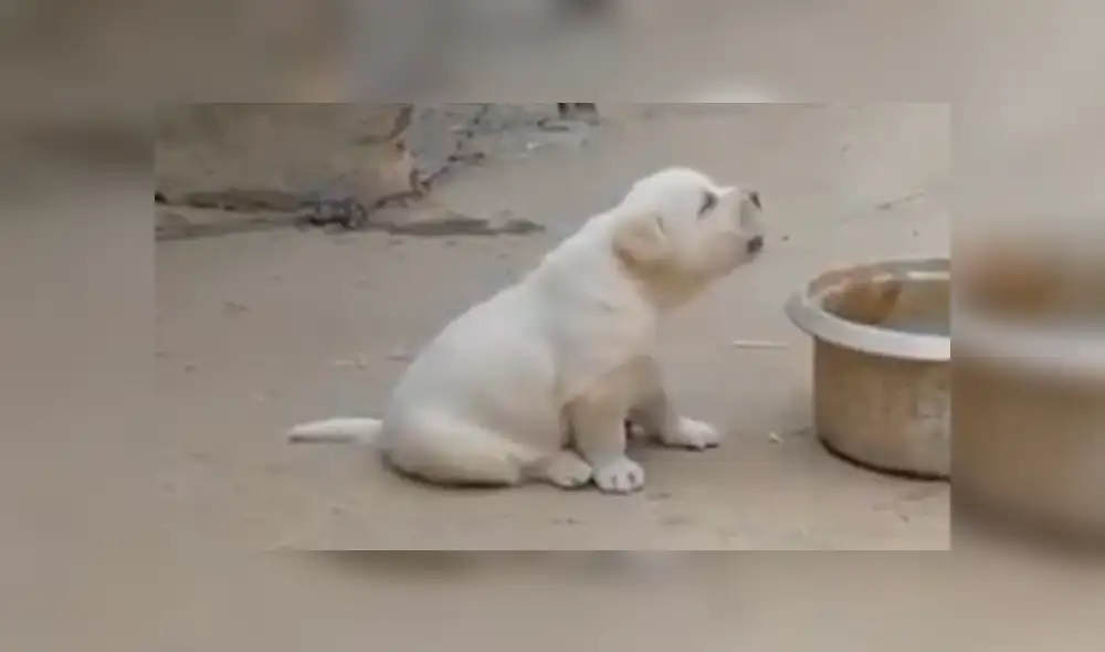 YouTube viral: perro aprende a cacarear como gallinas tras pasar semanas a su lado [VIDEO]